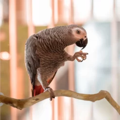Natural-Parrot-Perch-Bird-Stand-Tree-Stick-Paw-Grinding-Fork-Parakeet-Climbing-Bird-Standing-Branches-Toys-1.webp